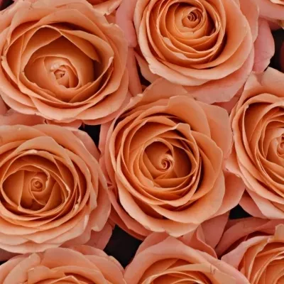 Krabička růžových růží LADY MARGARET červená 19x9cm