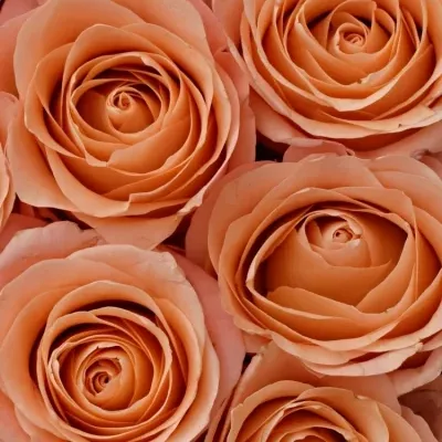 Krabička růžových růží LADY MARGARET modrá 19x9cm