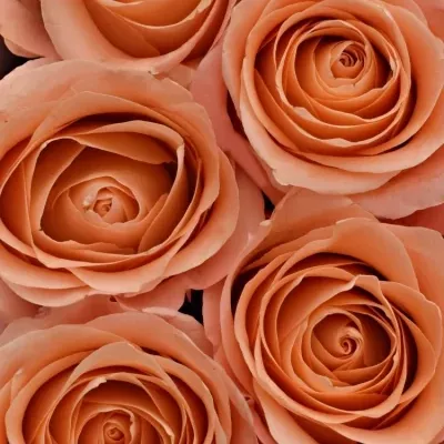 Krabička růžových růží LADY MARGARET šampaň 19x9cm