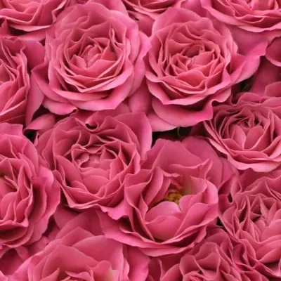 Krabička růžových růží LIANNE šampaň 15x8cm