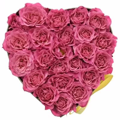 Krabička růžových růží LIANNE šampaň 15x8cm