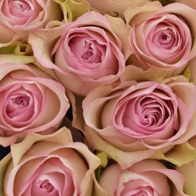 Krabička růžových růží LOVELYJEWEL šampaň 15x8cm