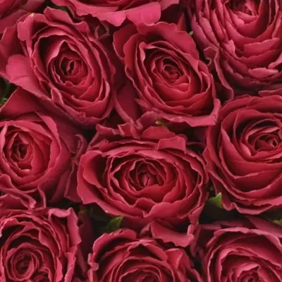 Krabička růžových růží MADAM CERISE modrá 19x9cm