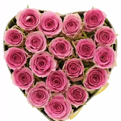 Krabička růžových růží TIMES SQUARE šampaň 15x8cm