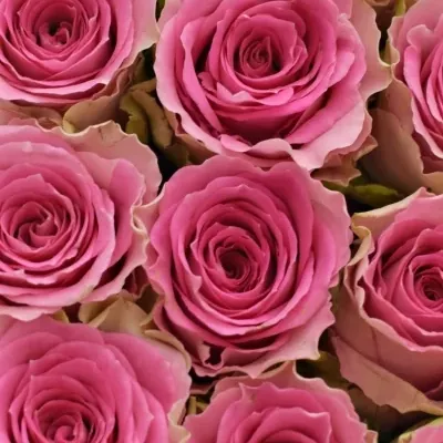 Krabička růžových růží TIMES SQUARE šampaň 15x8cm