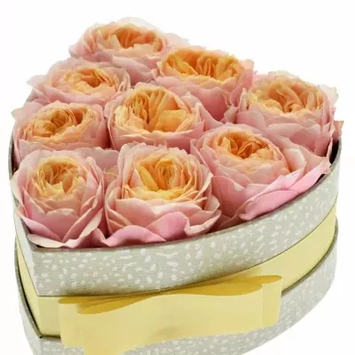 Krabička růžových růží VUVUZELA šampaň 15x8cm