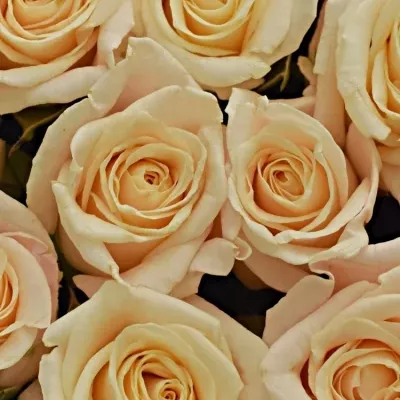 Krabička smetanových růží MEDEO modrá 15x8cm