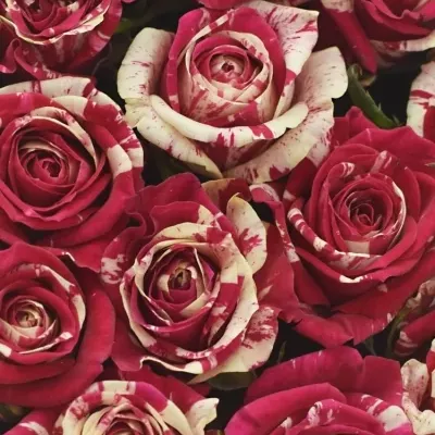 Krabička žíhaných ruží HARLEQUIN červená 19x9cm