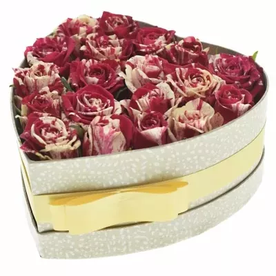 Krabička žíhaných růží HARLEQUIN šampaň 19x9cm