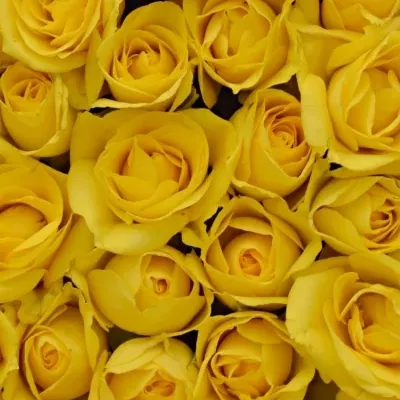 Krabička žlutých růží MARISA modrá 15x8cm