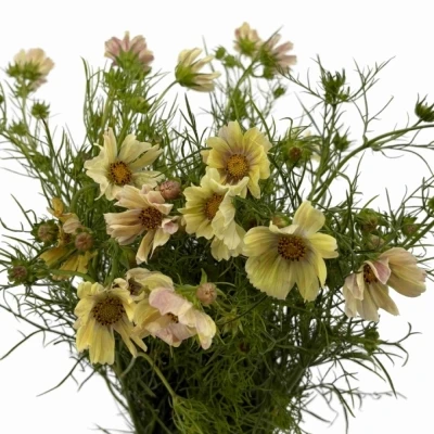 Krásenka BIPINNATUS APRICOT LEMONADE