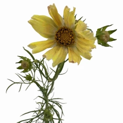 Krásenka BIPINNATUS APRICOT LEMONADE