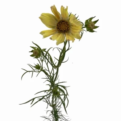 Krásenka BIPINNATUS APRICOT LEMONADE