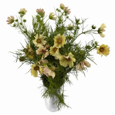 Krásenka BIPINNATUS APRICOT LEMONADE