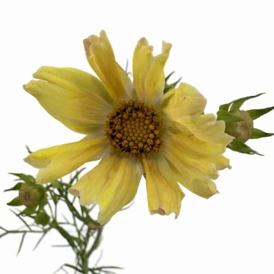 Krásenka BIPINNATUS APRICOT LEMONADE