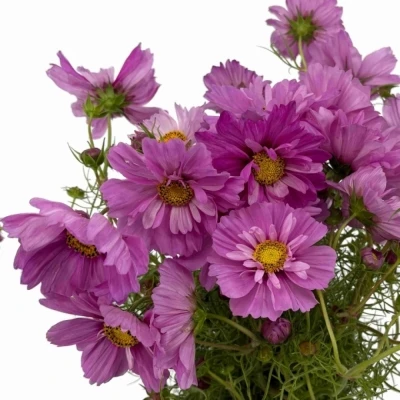 Krásenka BIPINNATUS CASANOVA VIOLET