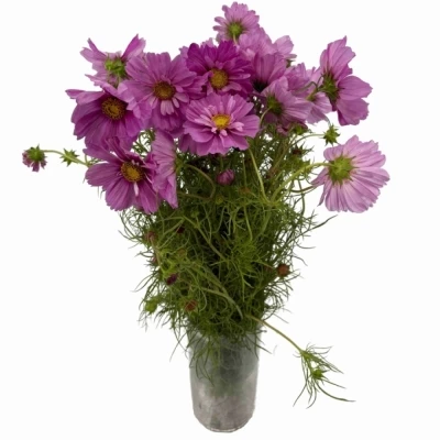 Krásenka BIPINNATUS CASANOVA VIOLET