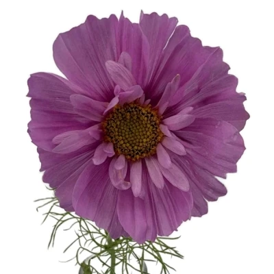 Krásenka BIPINNATUS CASANOVA VIOLET