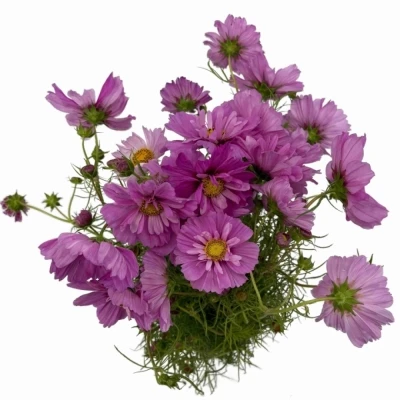 Krásenka BIPINNATUS CASANOVA VIOLET