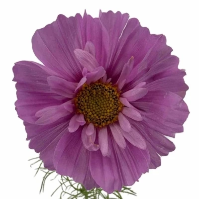 Krásenka BIPINNATUS CASANOVA VIOLET 70 cm