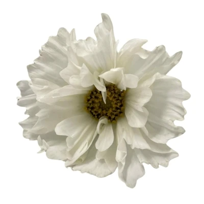 Krásenka BIPINNATUS WHITE 60 cm