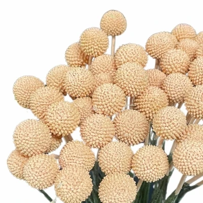 Kraspédie APRICOT 60cm