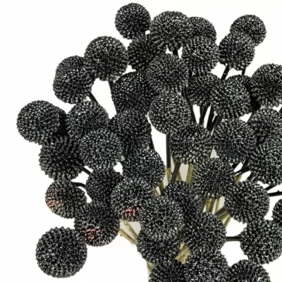 Kraspédie BLACK 60cm