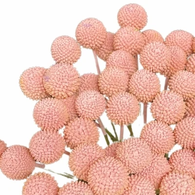 Kraspédie LICHT ROSE 60cm