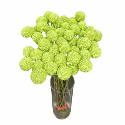 Kraspédie MINT GROEN