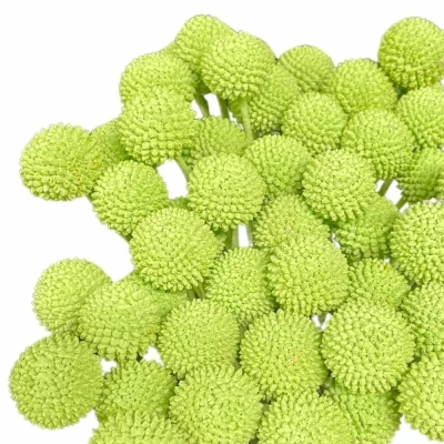 Kraspédie MINT GROEN 60cm