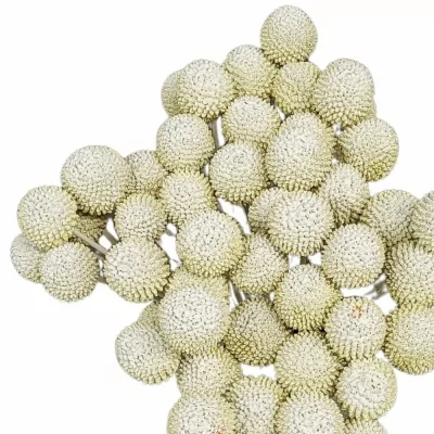 Kraspédie WHITE 60cm