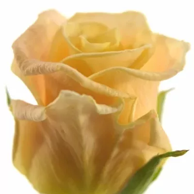 Krémová růže ALMAS+ 50cm (L)