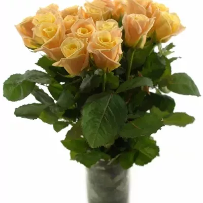 Krémová růže ALMAS + 50cm (L)