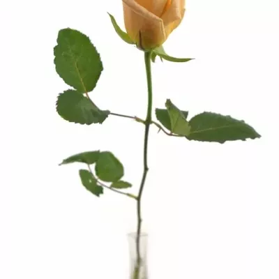 Krémová růže ALMAS + 50cm (L)