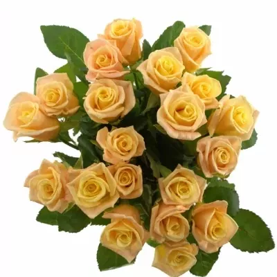 Krémová růže ALMAS + 50cm (L)