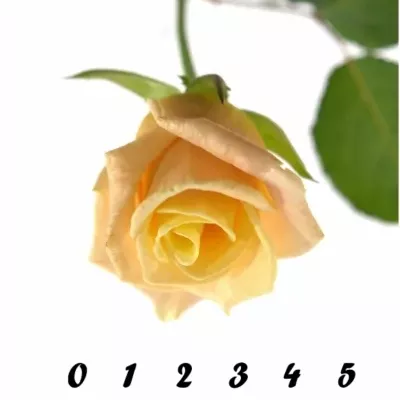 Krémová růže ALMAS + 50cm (L)