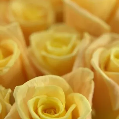 Krémová růže ALMAS + 50cm (L)