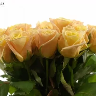 Krémová růže ALMAS + 50cm (L)