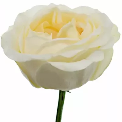 Krémová růže ANGIE ROMANTICA CREAM 50cm (XXL)