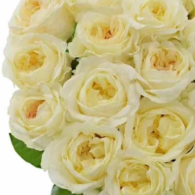 Krémová růže ANGIE ROMANTICA CREAM 60cm (XXL)