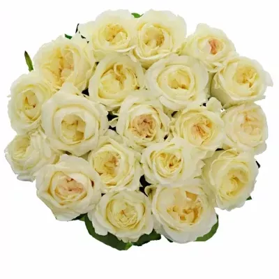 Krémová růže ANGIE ROMANTICA CREAM 60cm (XXL)