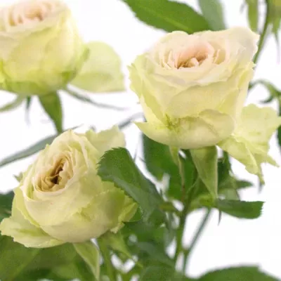 Krémová růže ARTI 70cm/2+ (S)
