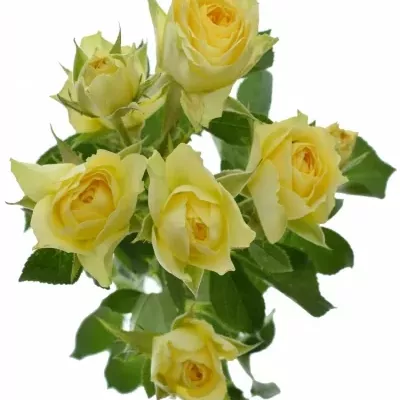 Krémová růže BANDOLERO 50cm/4+