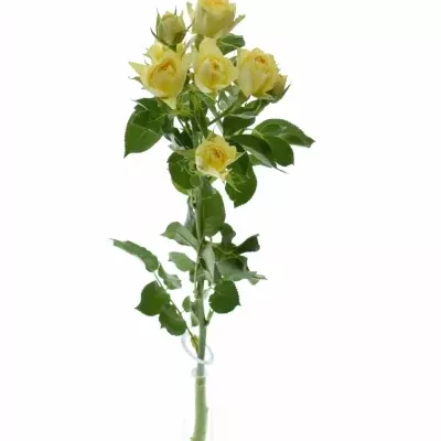 Krémová růže BANDOLERO 50cm/4+
