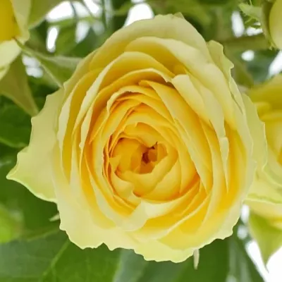 Krémová růže BANDOLERO 50cm/4+