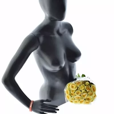 Krémová růže BANDOLERO 50cm/4+