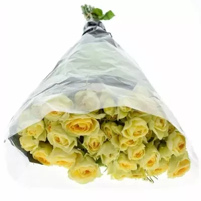 Krémová růže BANDOLERO 50cm/4+