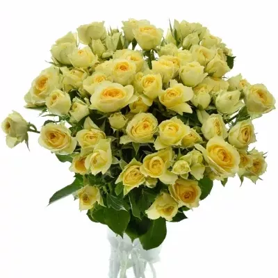 Krémová růže BANDOLERO 50cm/4+