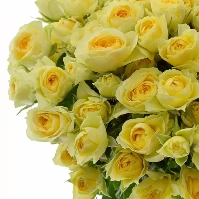 Krémová růže BANDOLERO 50cm/4+