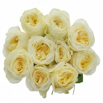 Krémová růže BUTTERCUP 50cm (XL)